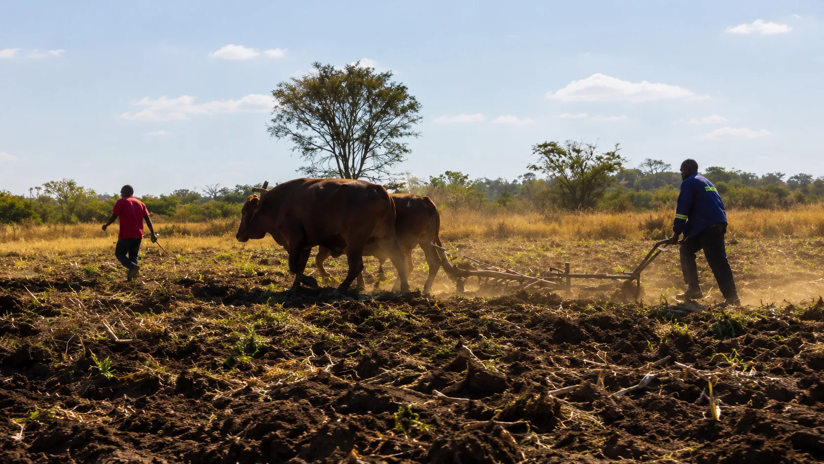 Ox-drawn Mealie Brand plough working a field at sunset